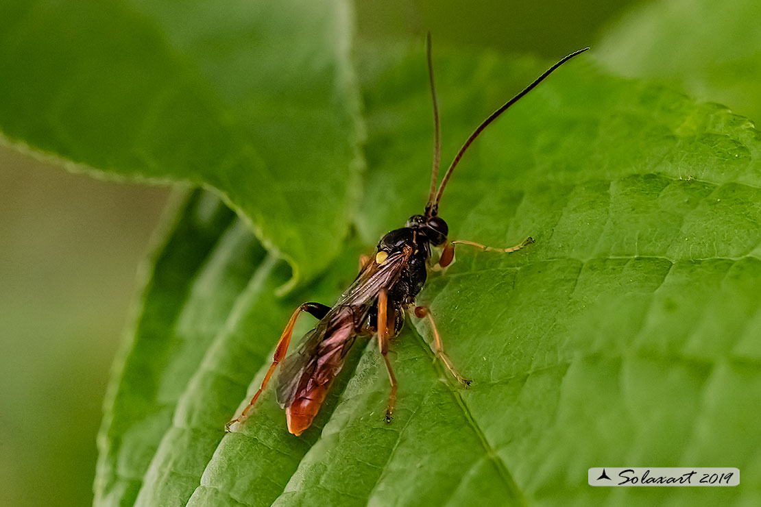 Amblyjoppa fuscipennis
