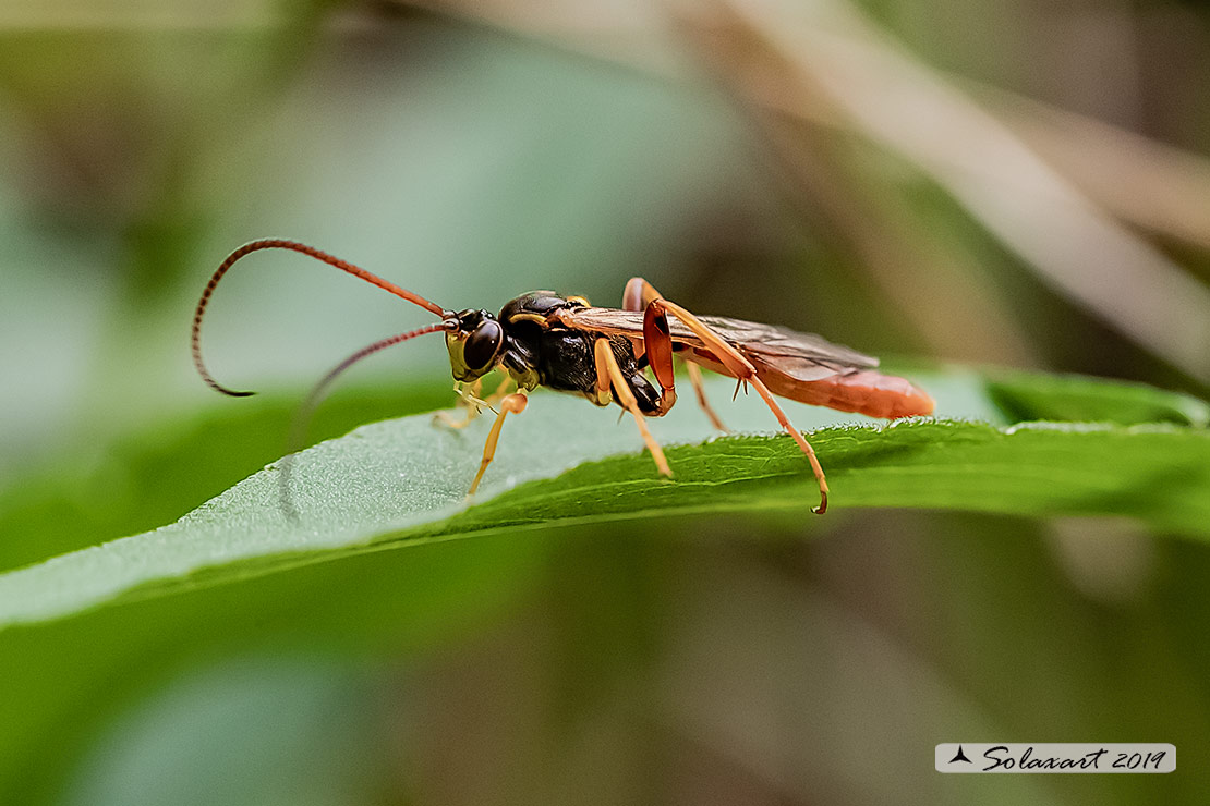 Amblyjoppa fuscipennis