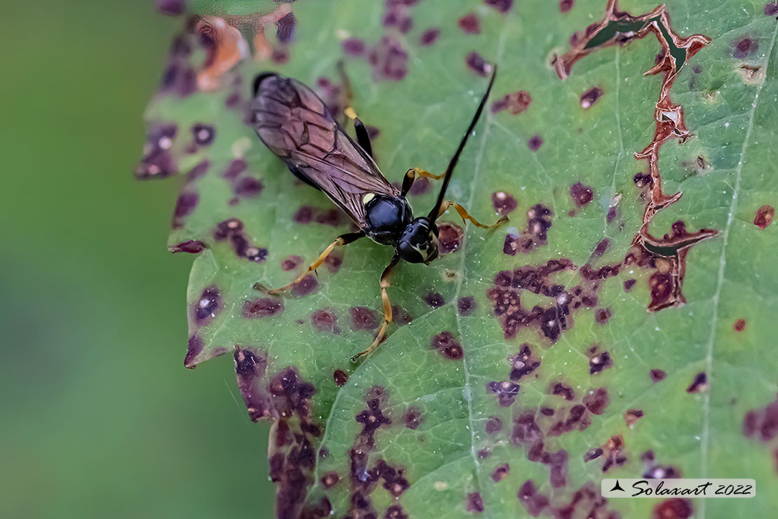 Amblyteles armatorius