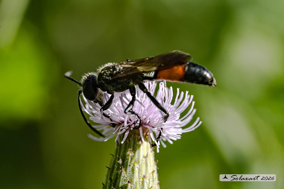 Ammophila sabulosa - Red-banded sand wasp