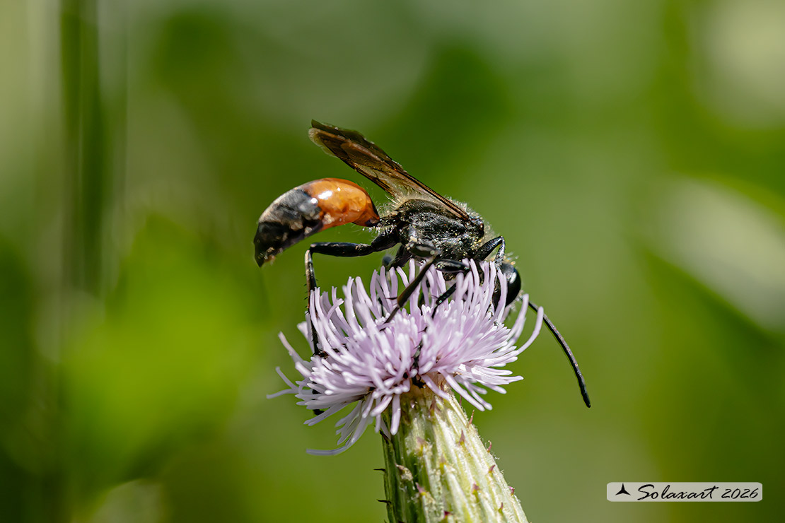 Ammophila sabulosa - Red-banded sand wasp