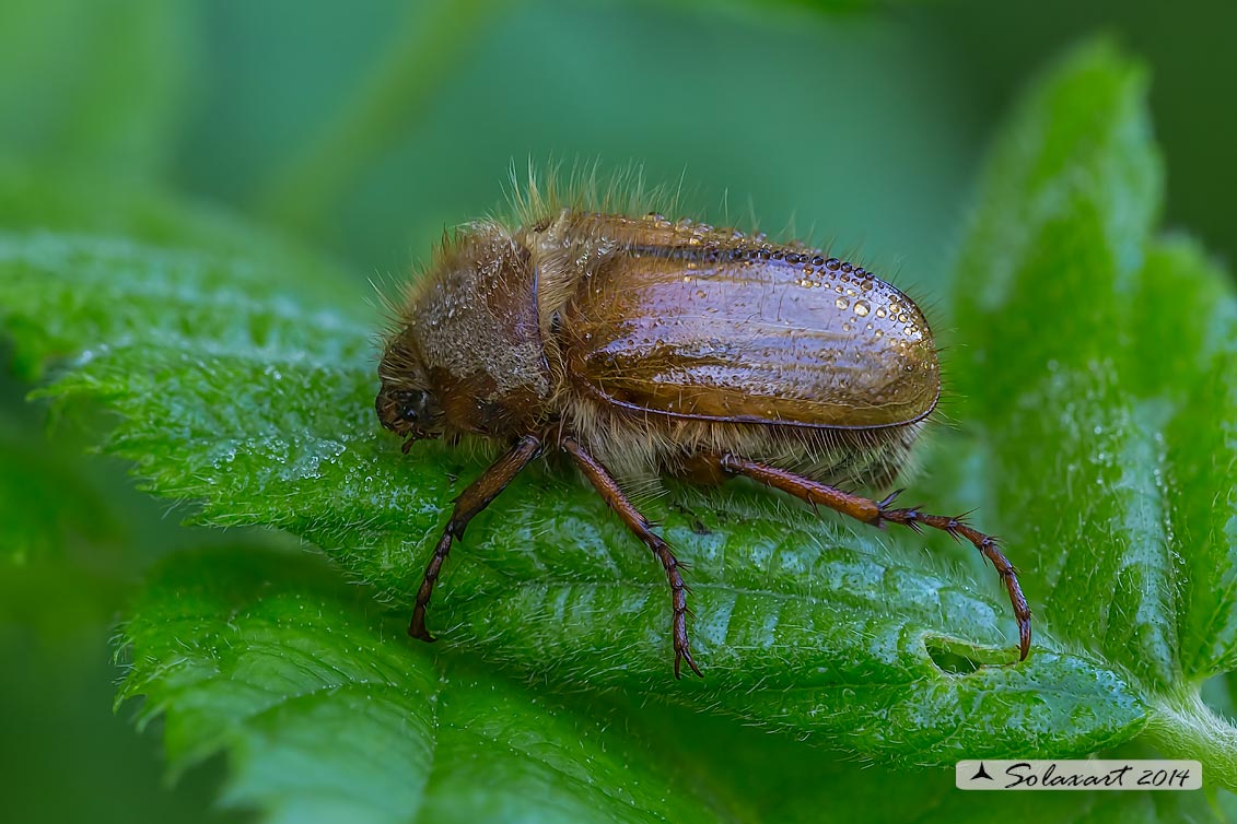 Amphimallon solstitiale