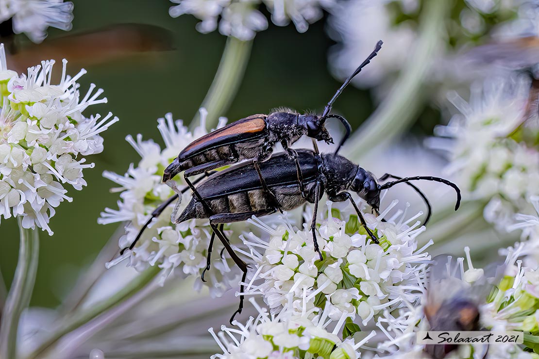 Anastrangalia dubia