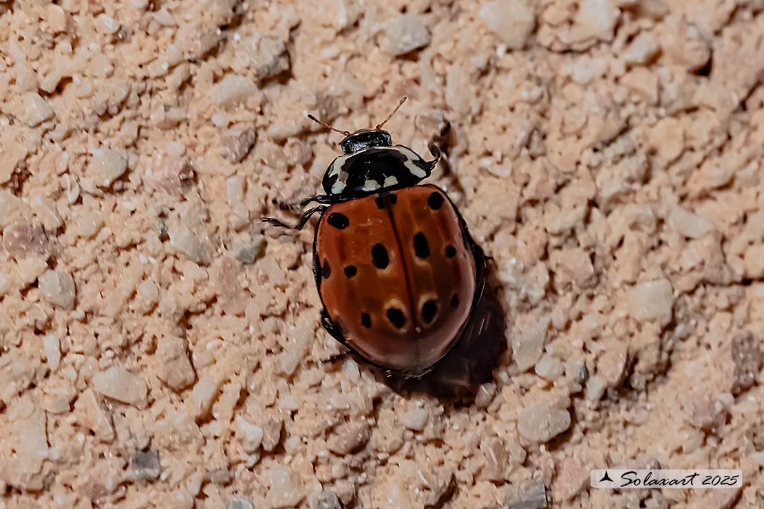 Anatis ocellata -  Coccinella  - Eyed ladybug