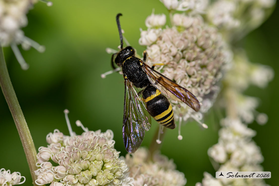 Eumeninae, Ancistrocerus gazella