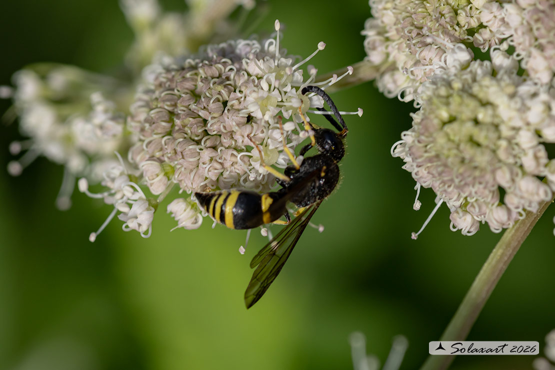 Eumeninae, Ancistrocerus gazella