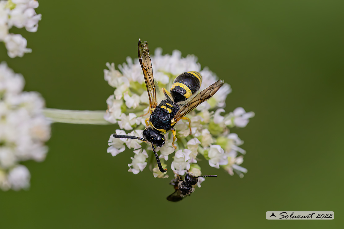 Eumeninae, Ancistrocerus gazella 