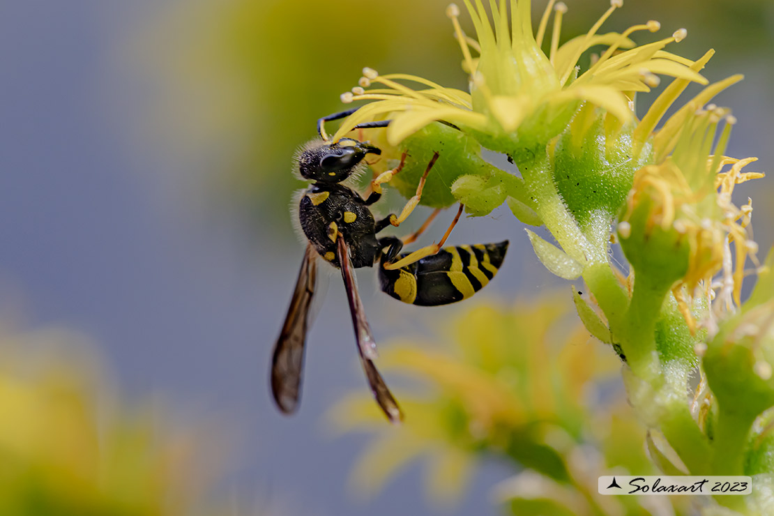 Eumeninae, Ancistrocerus gazella 