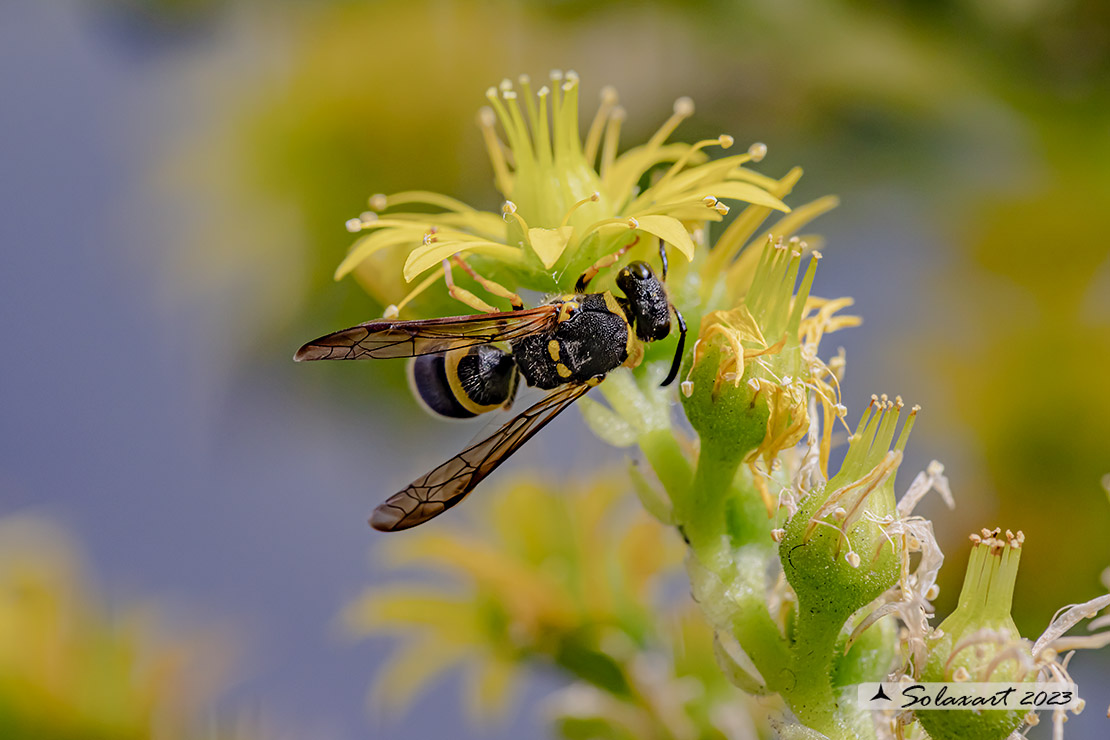 Eumeninae, Ancistrocerus gazella 