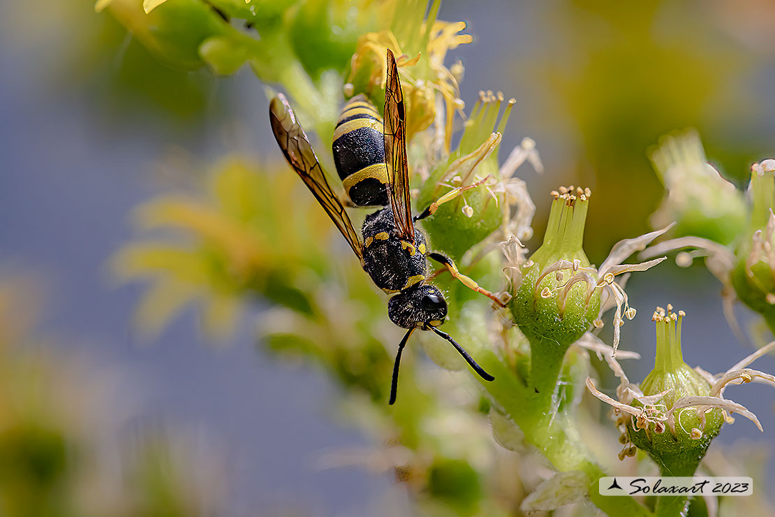 Eumeninae, Ancistrocerus gazella 