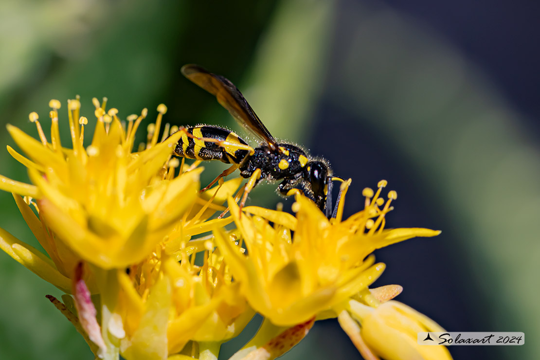 Eumeninae, Ancistrocerus longispinosus 