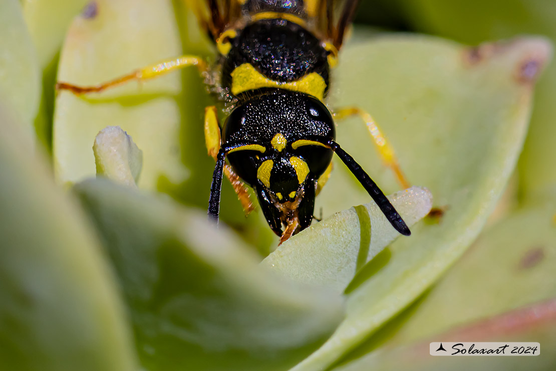 Eumeninae, Ancistrocerus longispinosus 