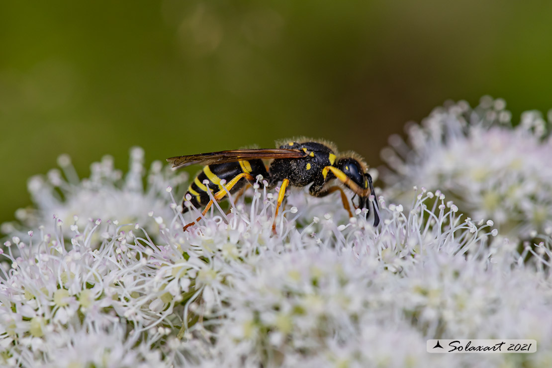 Eumeninae, Ancistrocerus trifasciatus 