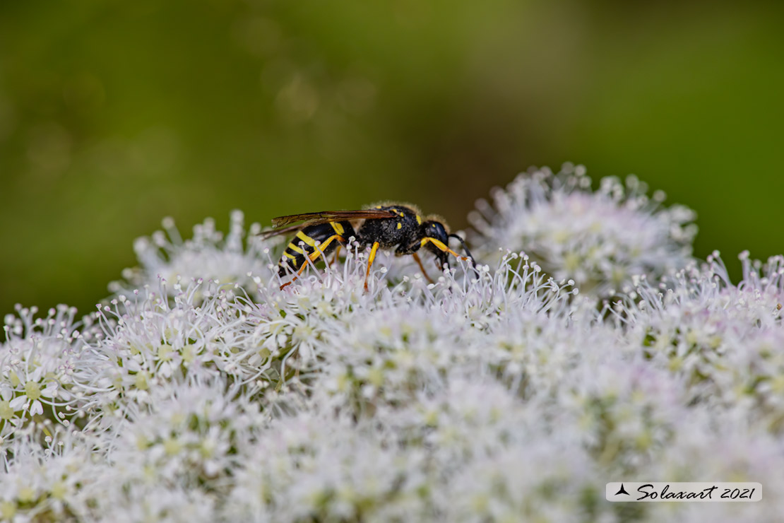 Eumeninae, Ancistrocerus trifasciatus 