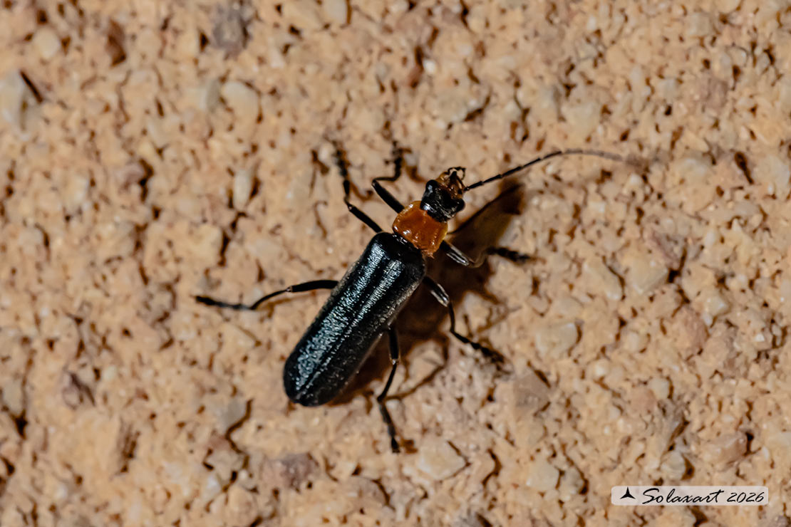 Cantharidae - Ancistronycha abdominalis