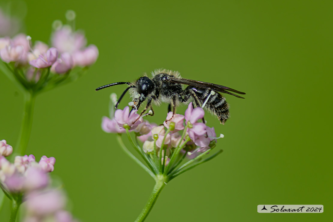 Andrena afzeliella