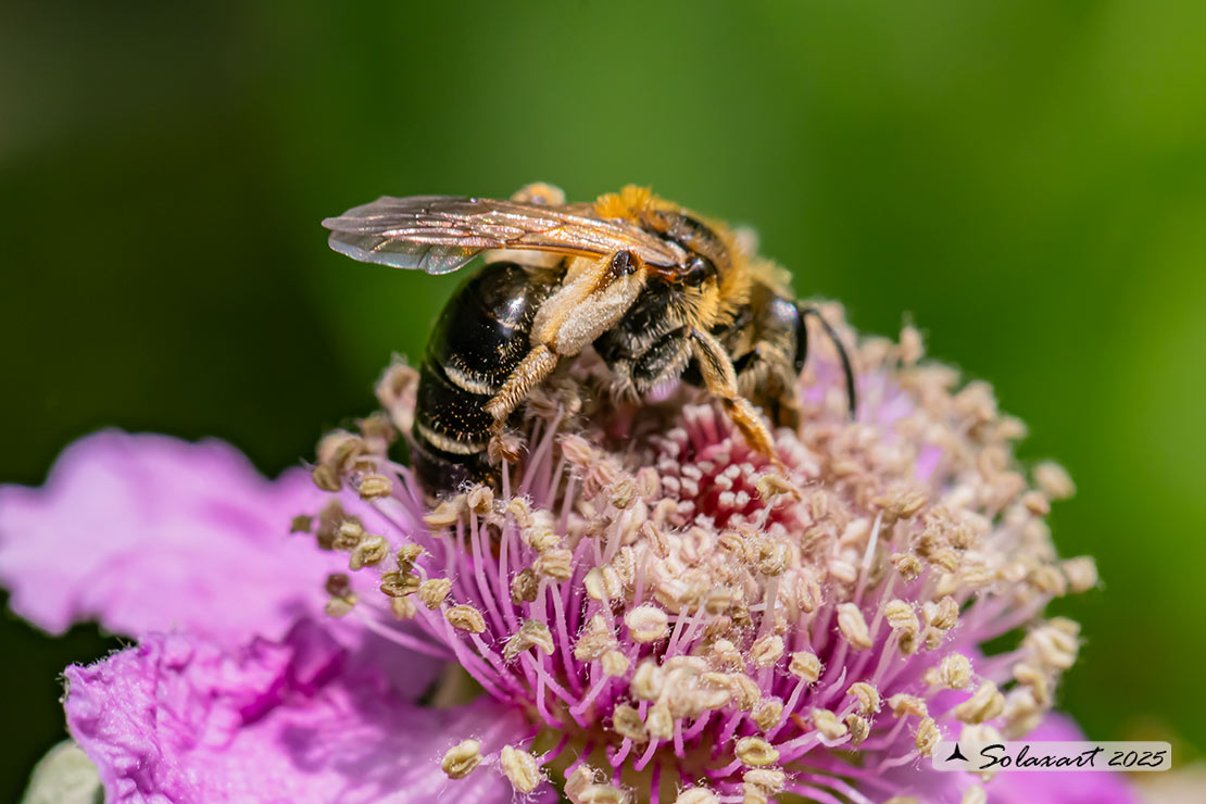 Andrena afzeliella