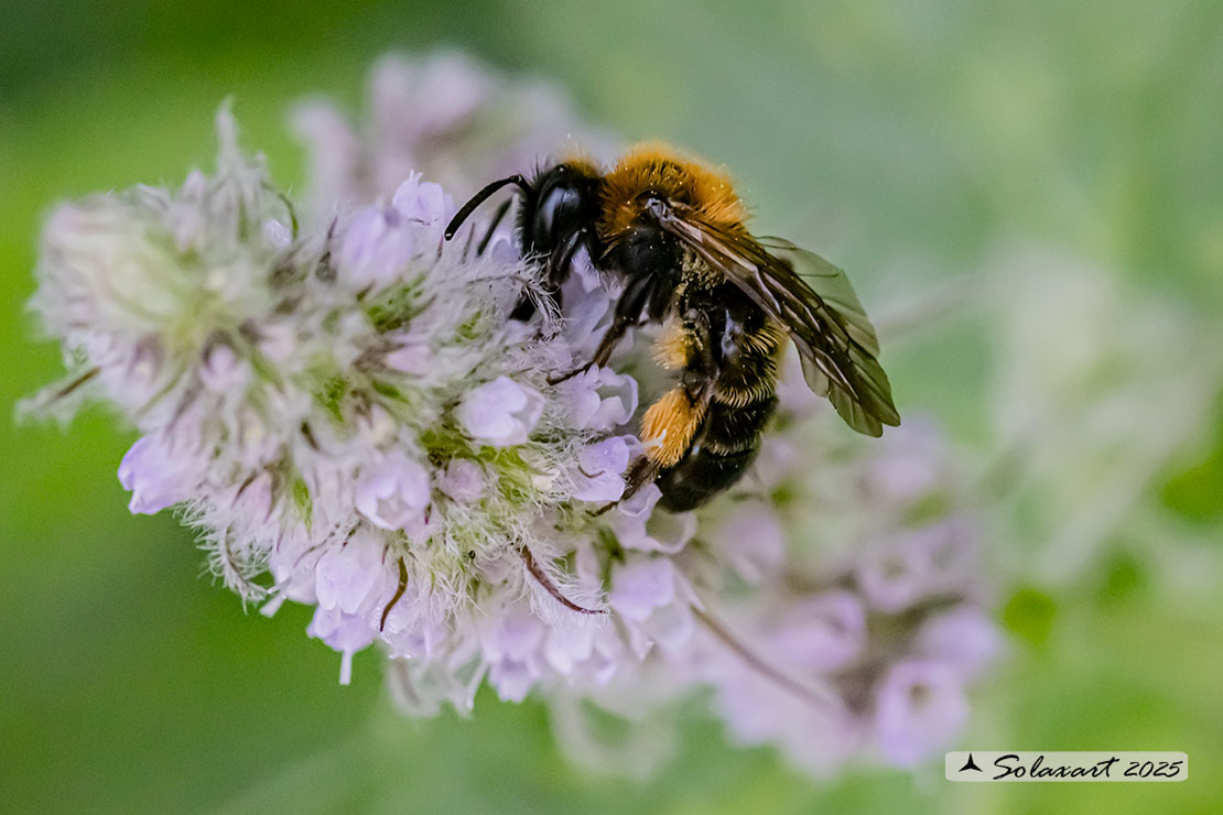 Andrena bicolor