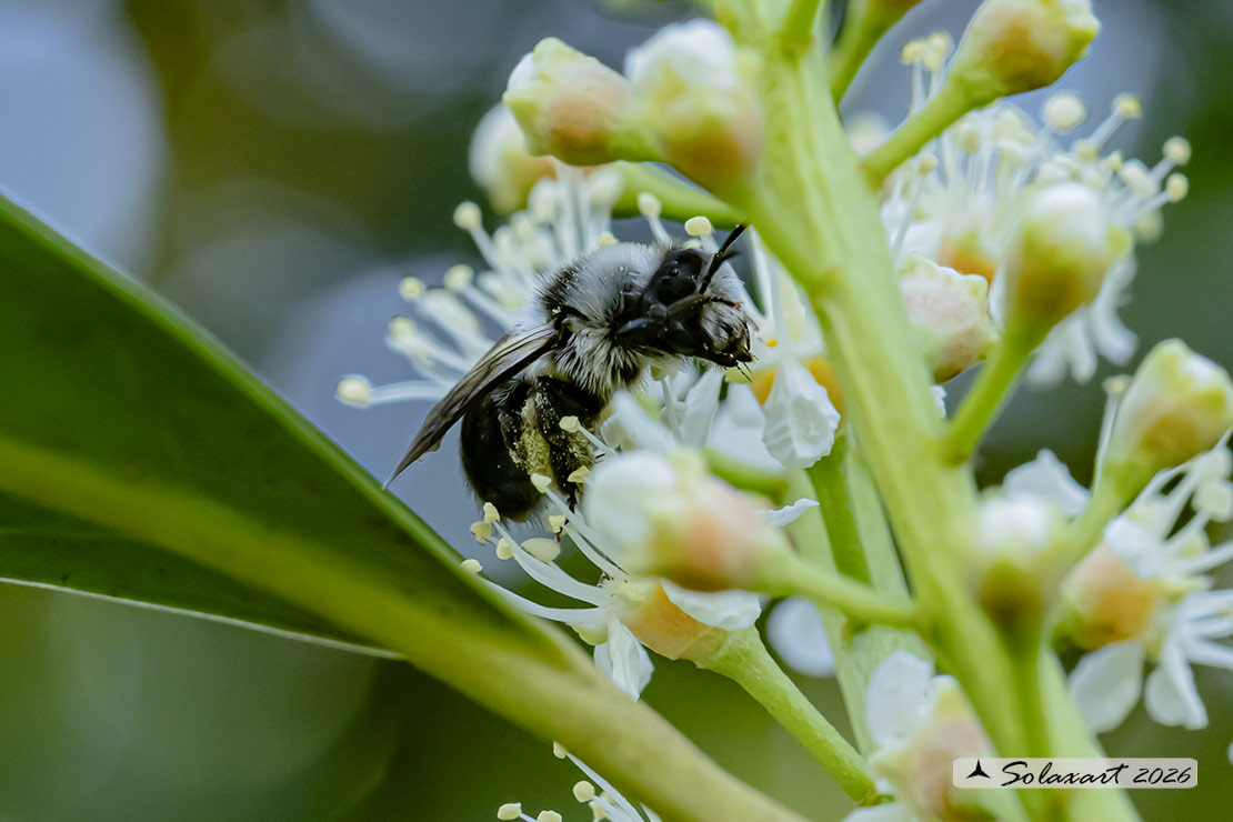 Andrena cineraria