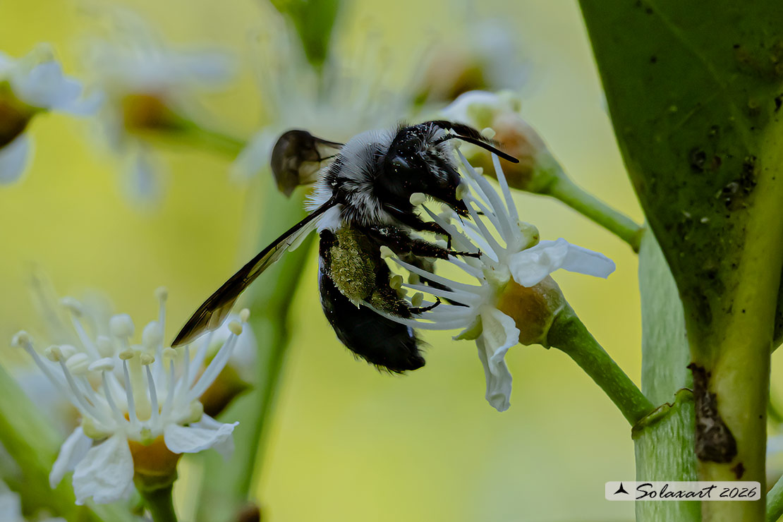 Andrena cineraria