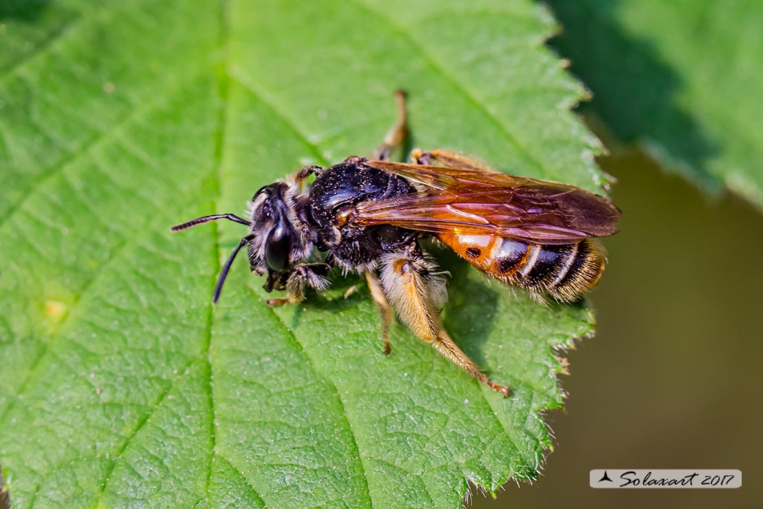Andrena hattorfiana;  Mining Bee