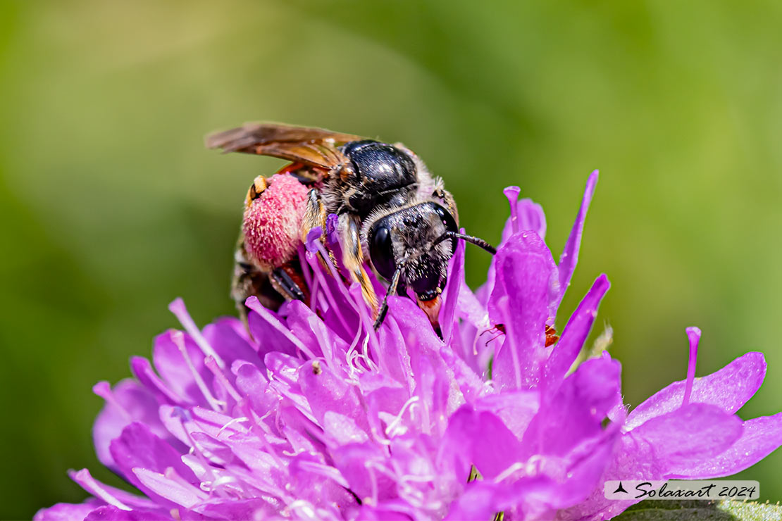 Andrena hattorfiana;  Mining Bee