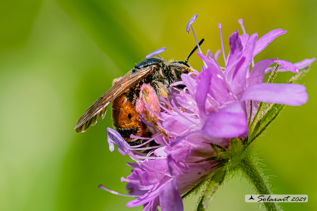 Andrena hattorfiana;  Mining Bee