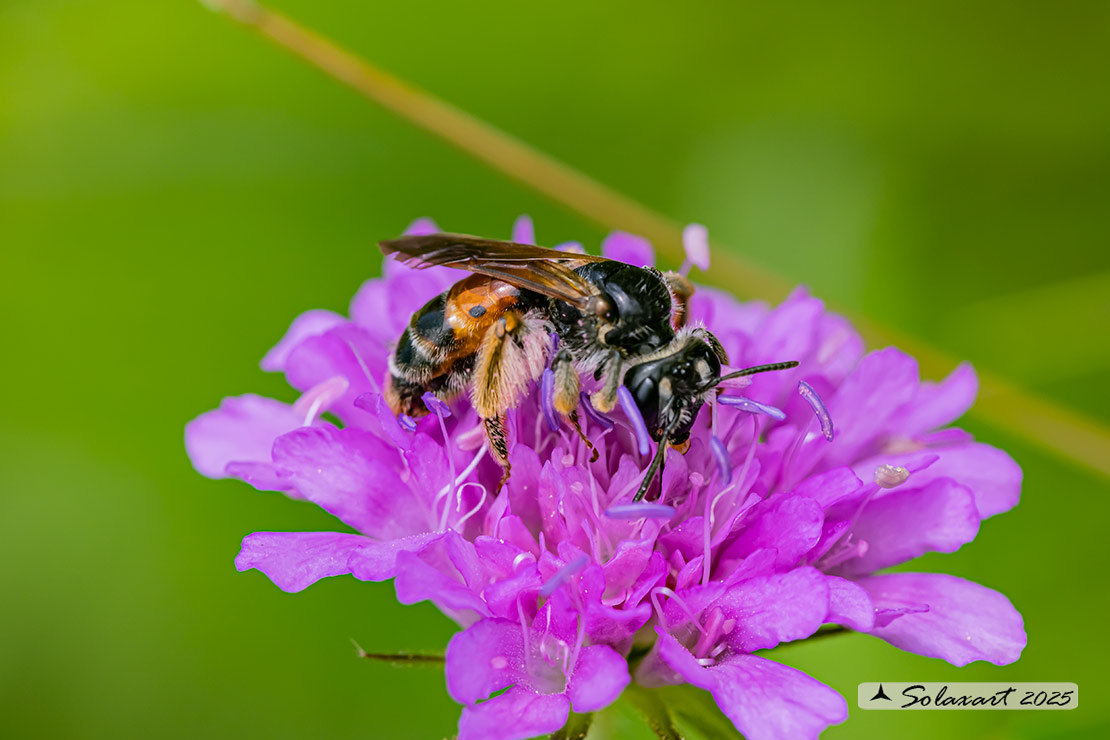 Andrena hattorfiana;  Mining Bee