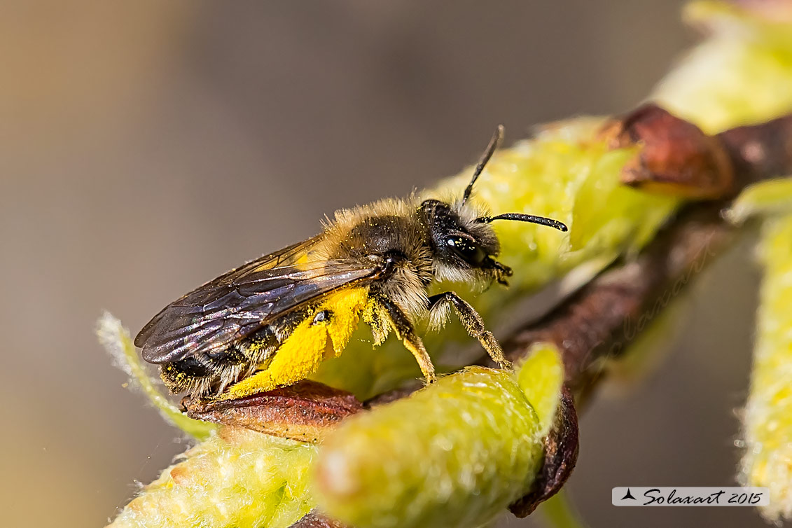 Andrena sp