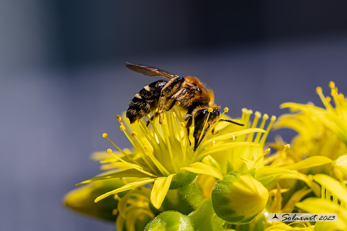 Andrena taeniandrena;  Mining Bee