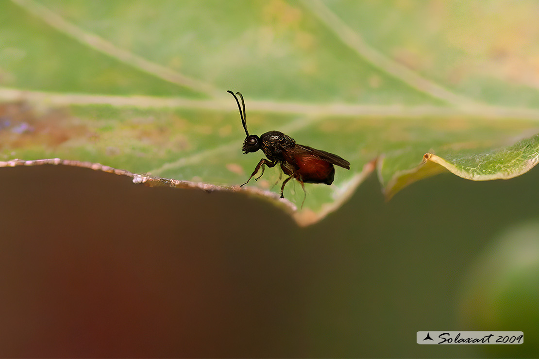 Andricus quercustozae (larva) - Gall wasps (larva)