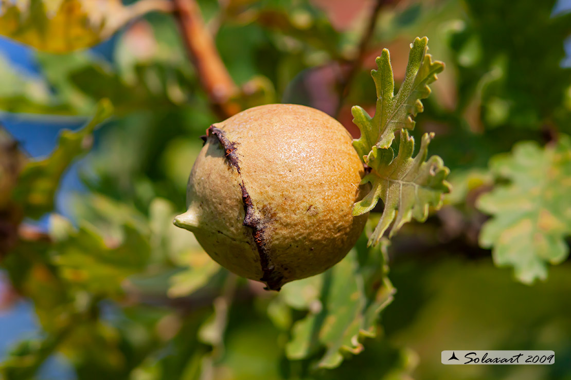 Andricus quercustozae (larva) - Gall wasps (larva)