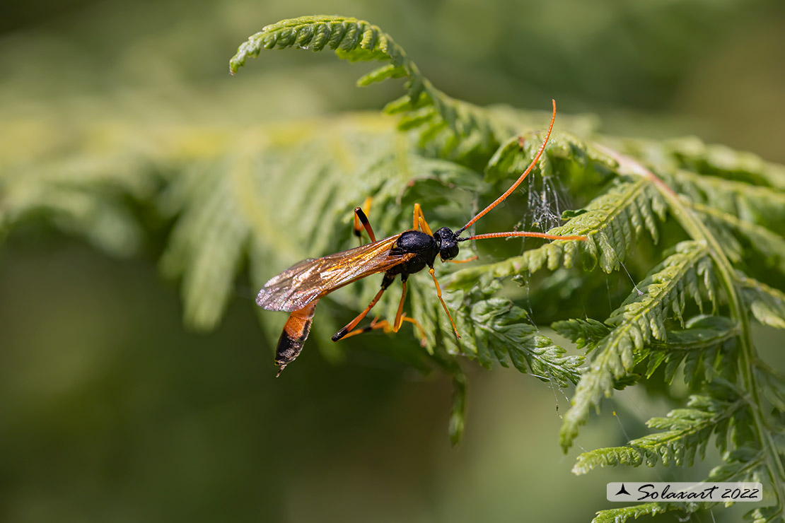 Anomaloninae sp