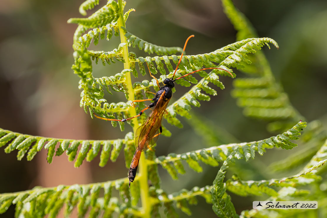 Anomaloninae sp