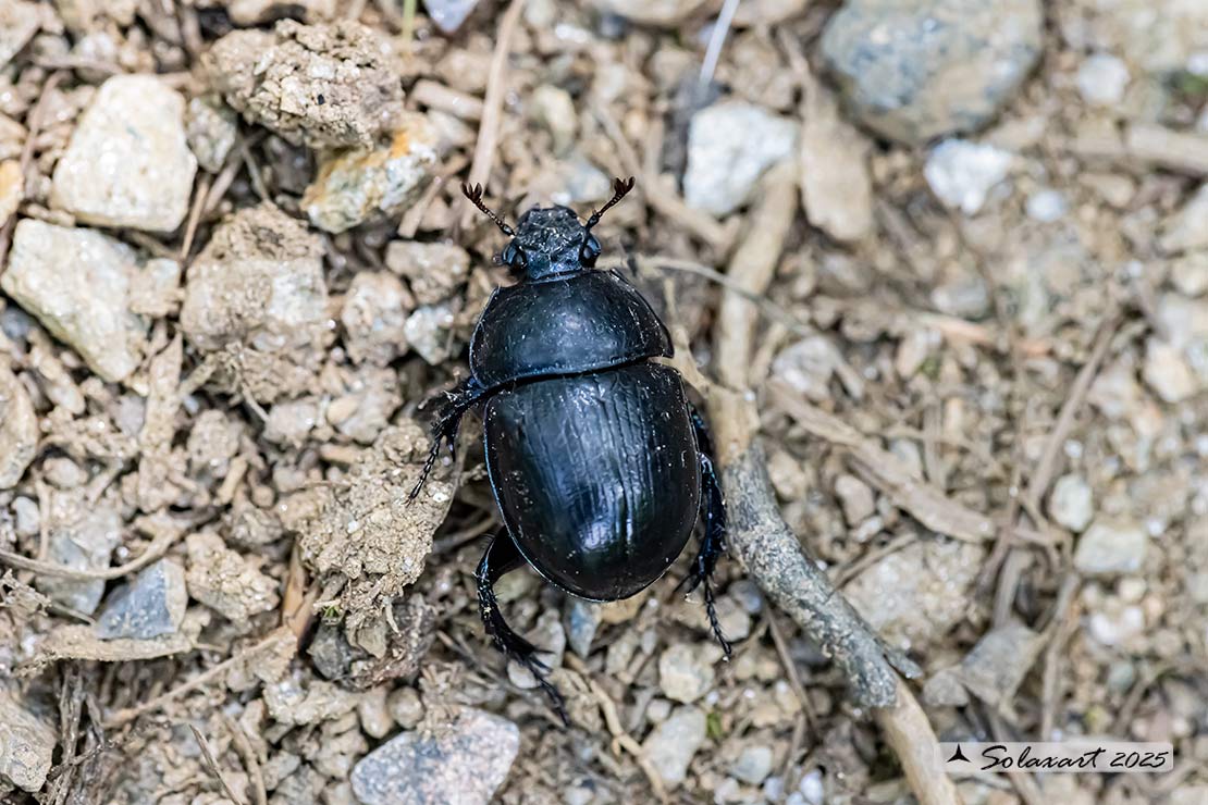Anoplotrupes stercorosus; Dor beetle