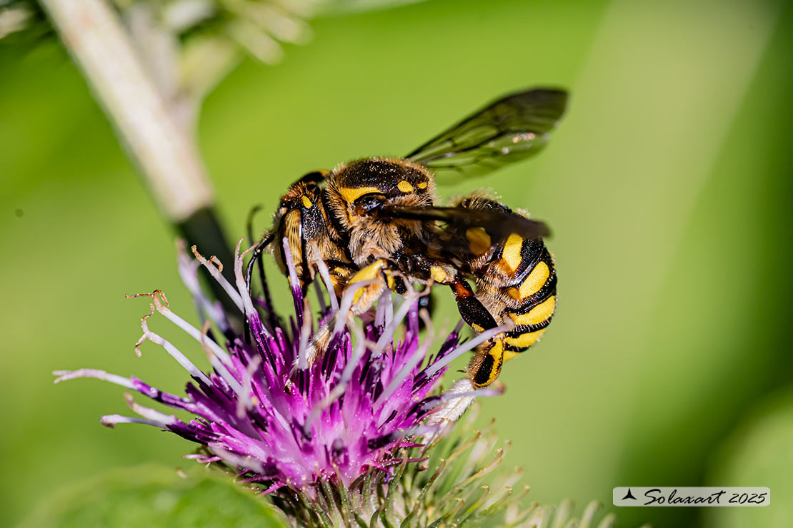 Anthidium florentinum :   European wool carder bee