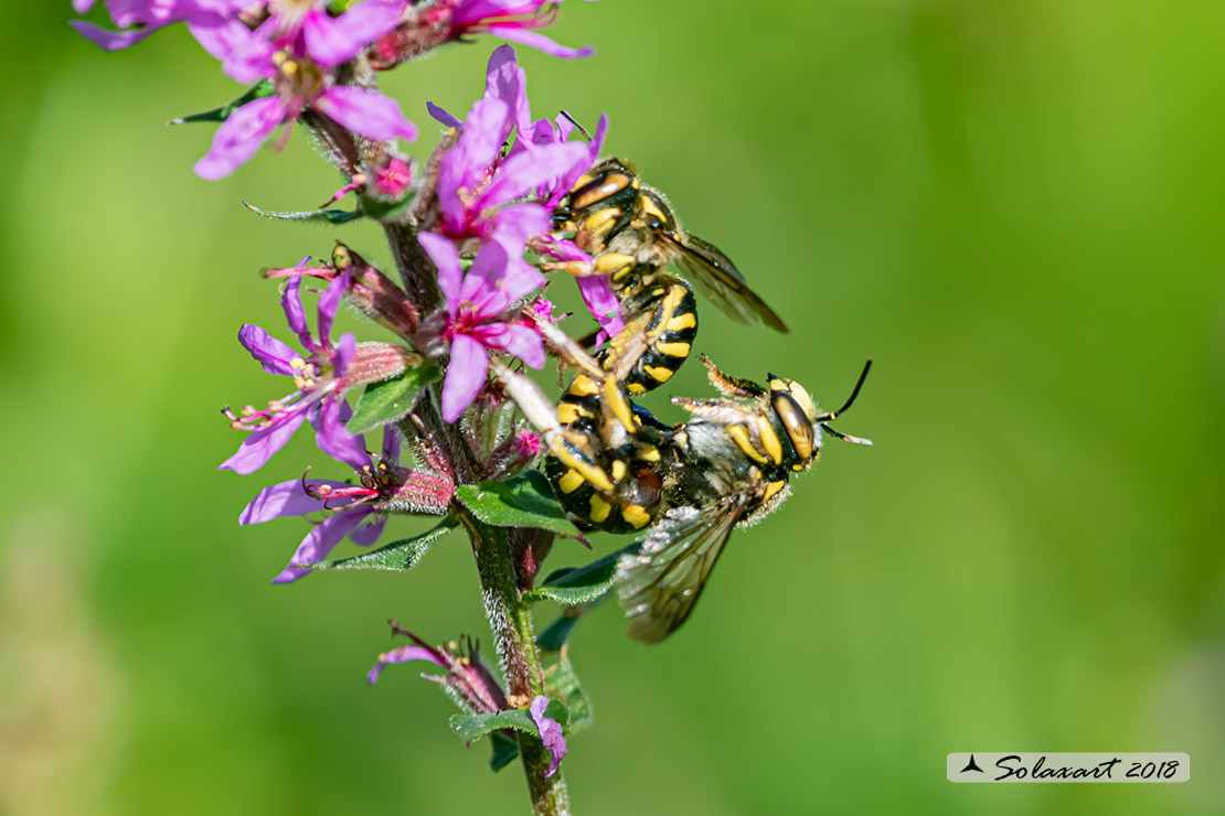 Anthidium Manicatum in copula