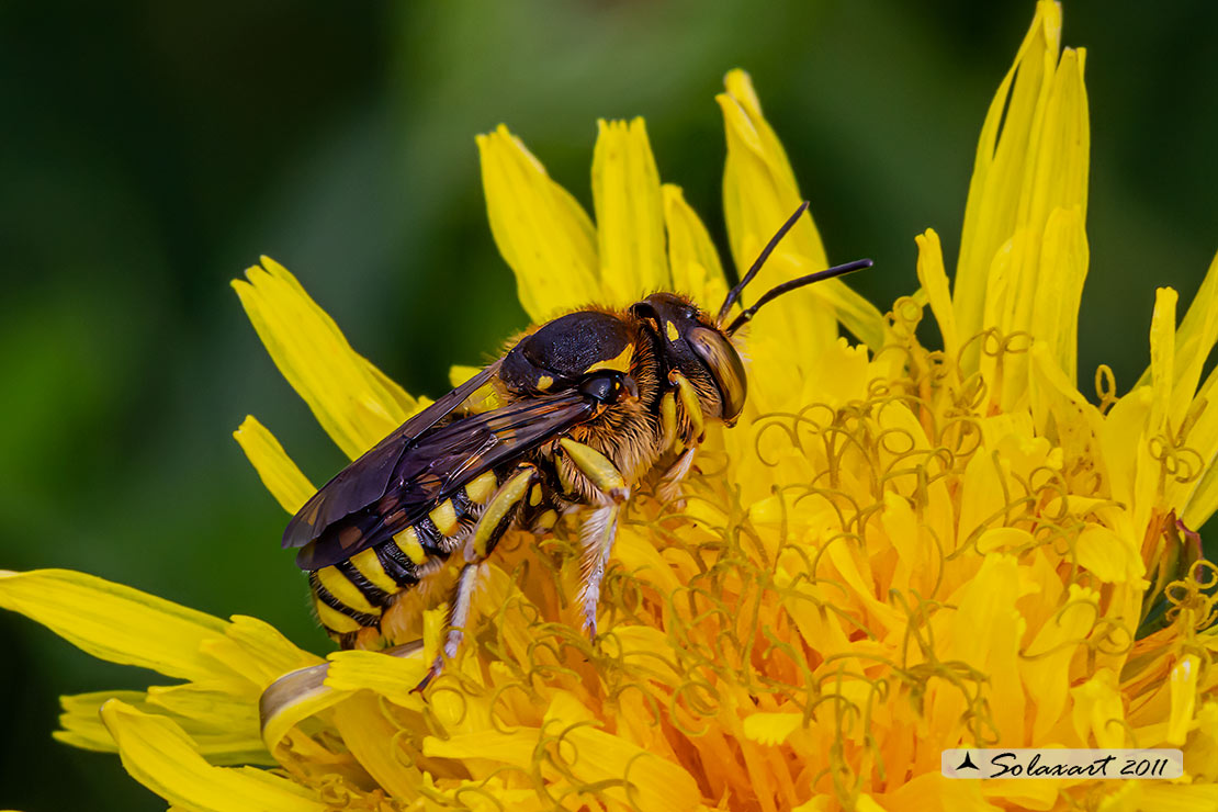 Anthidium manicatum  -  European wool carder bee