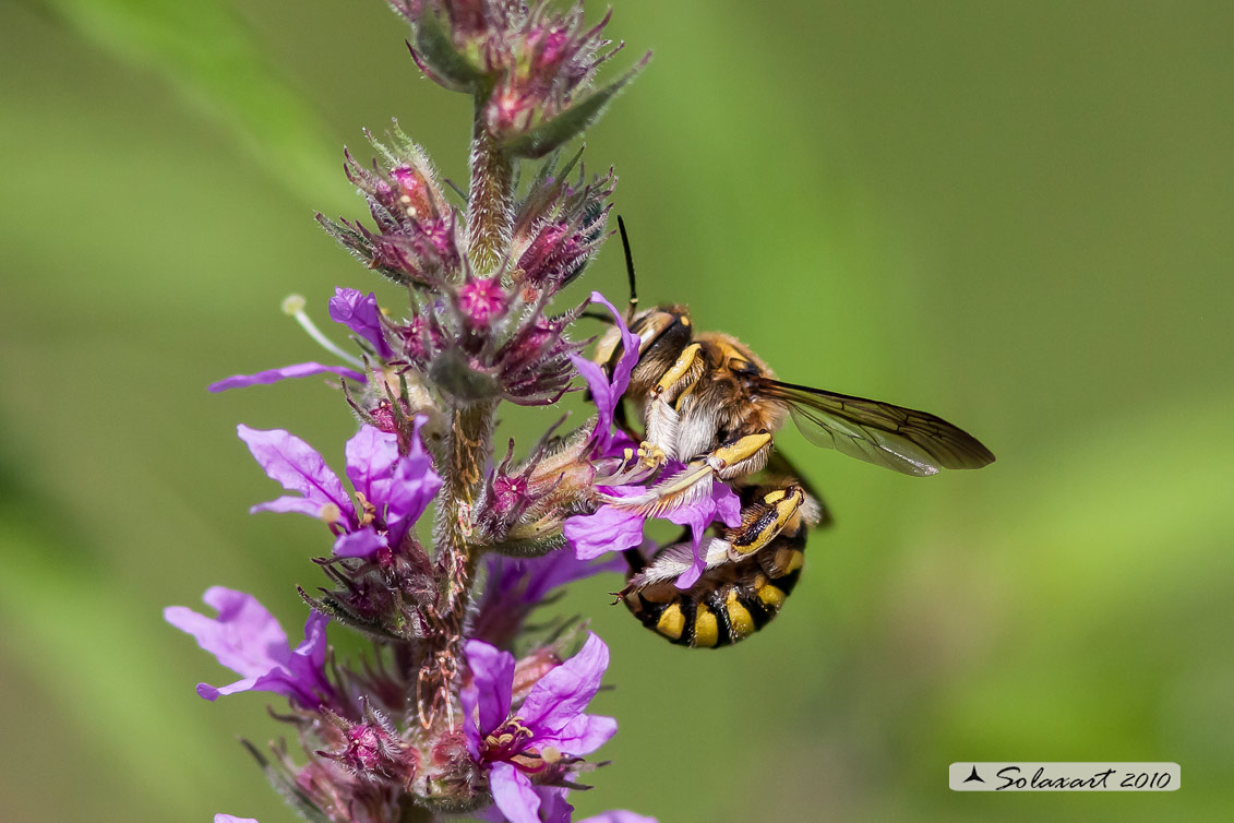 Ordine: Hymenoptera; Famiglia: Megachilidae; Specie: Anthidium Manicatum