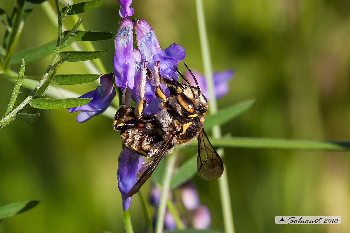 Hymenoptera; Megachilidae; Specie: Anthidium Manicatum 