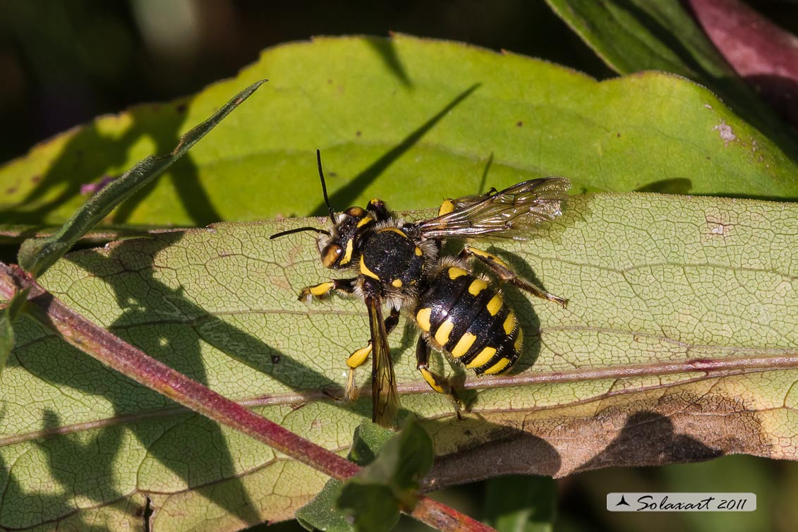 Anthidium manicatum  -  European wool carder bee