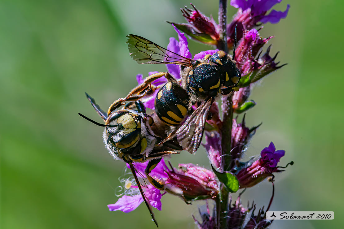 Anthidium Manicatum in copula