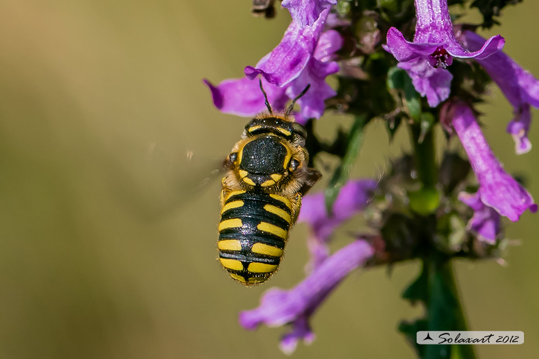 Anthidium manicatum :   European wool carder bee