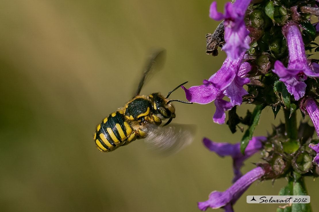 Anthidium manicatum :   European wool carder bee