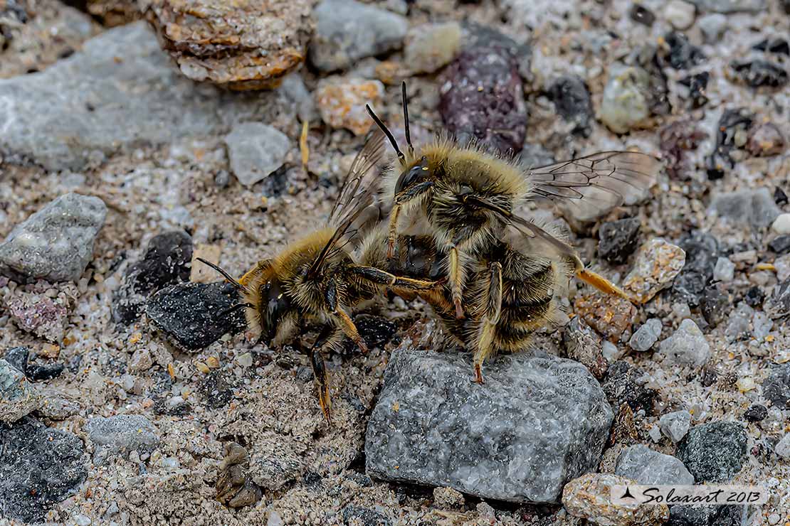 Anthidium montanum :   Mason bee