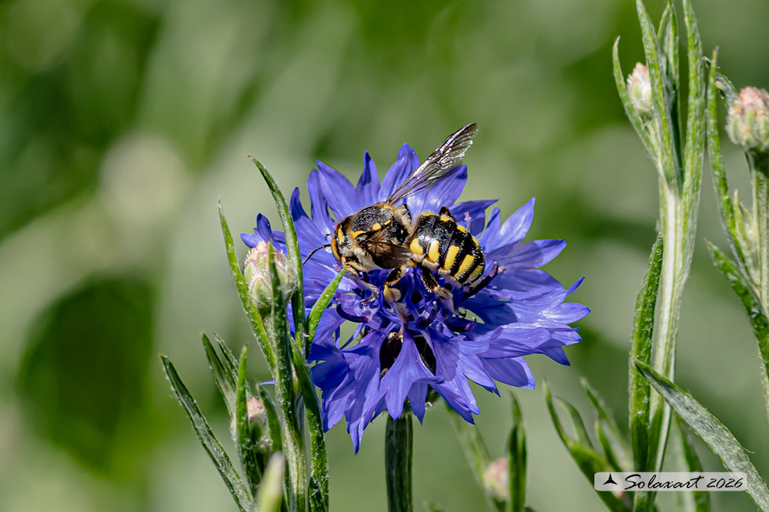 Anthidium oblongatum: Oblong woolcarder bee