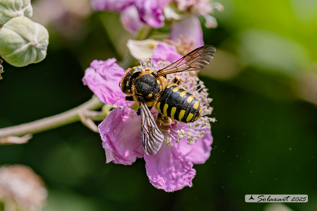 Anthidium oblongatum: Oblong woolcarder bee