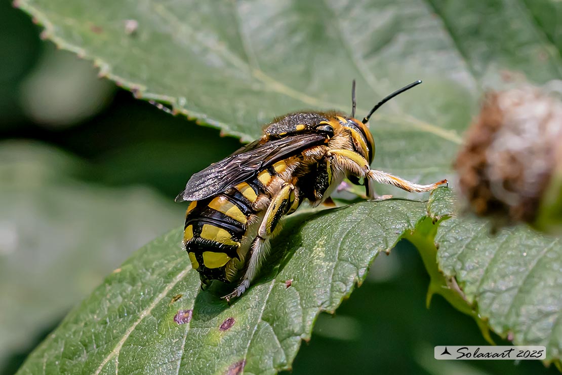 Anthidium oblongatum: Oblong woolcarder bee