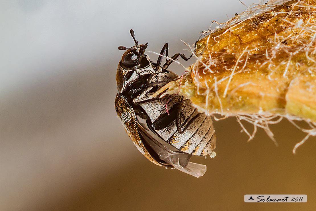 Anthrenus verbasci - Coleottero dei tappeti - Varied carpet beetle
