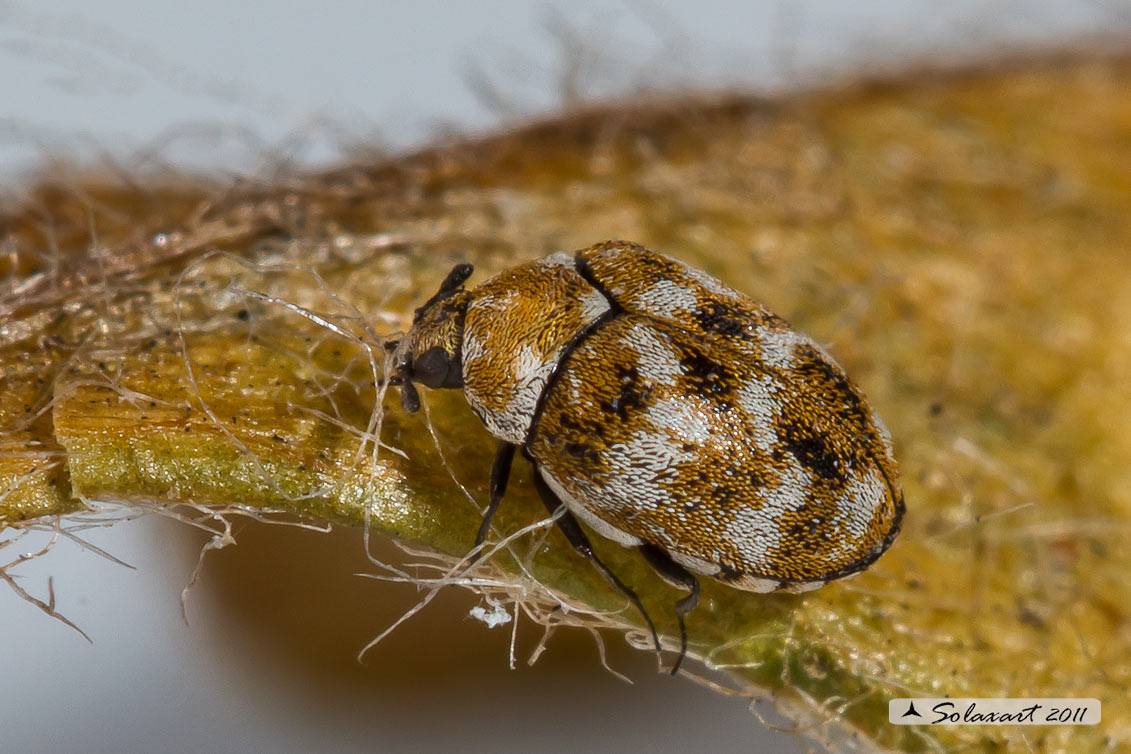 Anthrenus verbasci - Coleottero dei tappeti - Varied carpet beetle